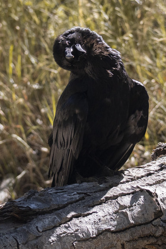 iNaturalist observation photo of Common Raven