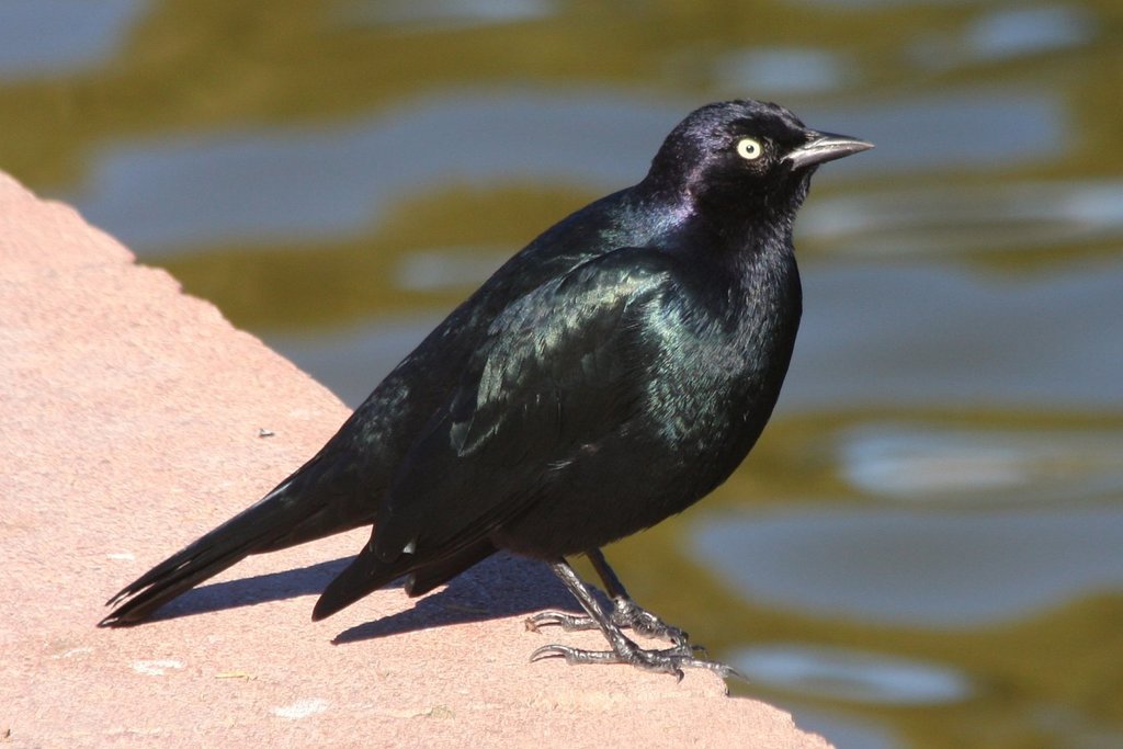 Brewer's Blackbird photo