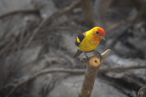 iNaturalist observation photo of Western Tanager