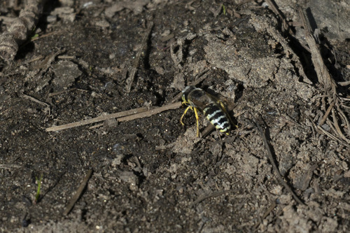 iNaturalist observation photo of American Sand Wasp