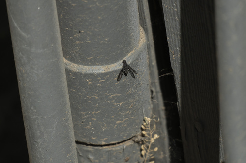 iNaturalist observation photo of Spotted Bee Fly
