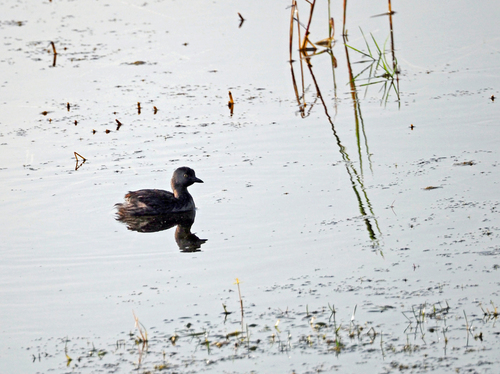 Least Grebe