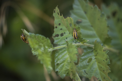 iNaturalist observation photo of Elm Leaf Beetle