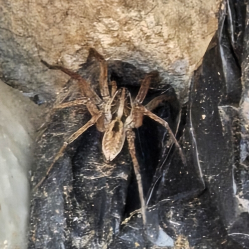 Radiated Wolf Spider
