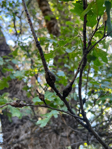 iNaturalist observation photo of Ruptured Twig Gall Wasp