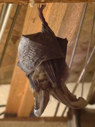 Townsend's Big-eared Bat