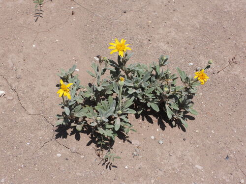 Aceitilla Amarilla