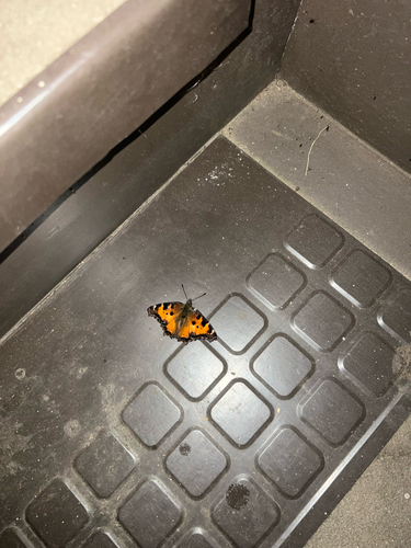 iNaturalist observation photo of California Tortoiseshell