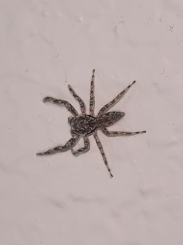 Tan Jumping Spider