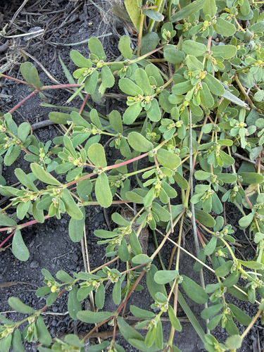 Thymeleaf Sandmat