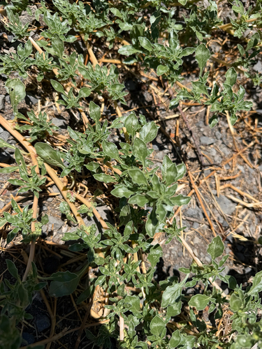 procumbent pigweed