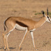 Kalahari Springbok - Photo (c) Raphaël Nussbaumer, all rights reserved, uploaded by Raphaël Nussbaumer
