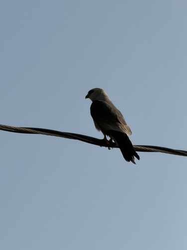 Mississippi Kite
