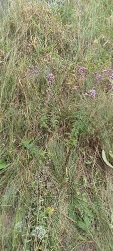Oregano