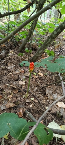 Arum besserianum