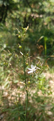 Branched St Bernard's Lily