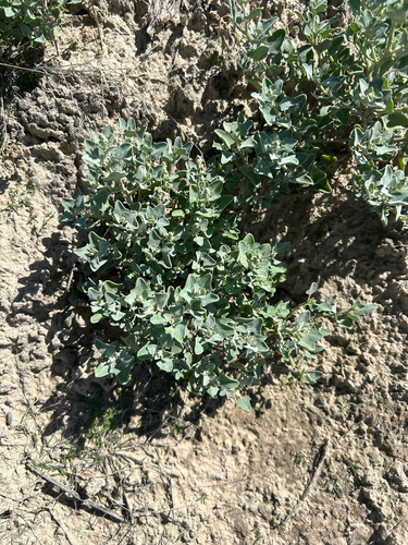 Mealy Goosefoot
