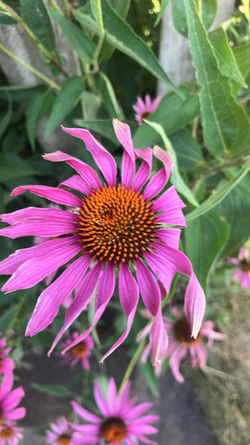 purple coneflower