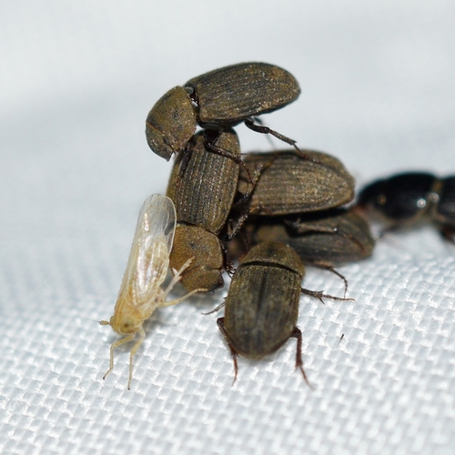 Ataenius imbricatus