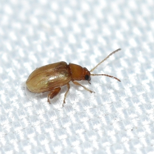 Glyptina