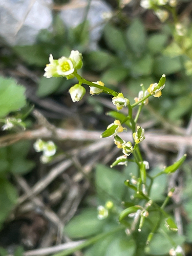 wedgeleaf draba