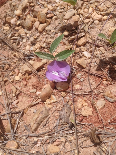butterfly pea