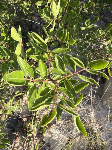 evergreen sumac