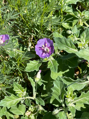 purple groundcherry