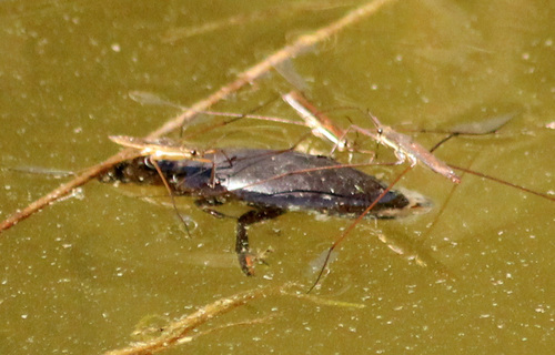 Giant Water Scavenger Beetle