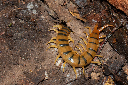Common Desert Centipede