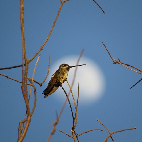 Stripe-breasted Starthroat