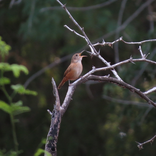 Southern House Wren