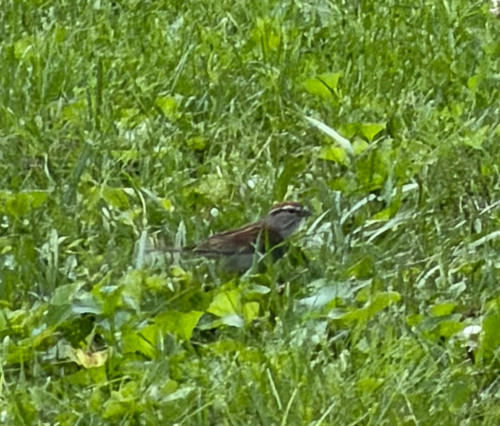 Chipping Sparrow