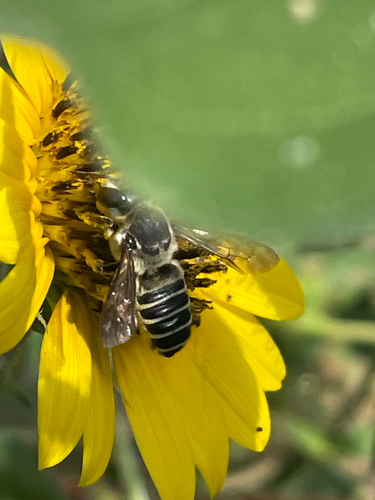 Megachile policaris