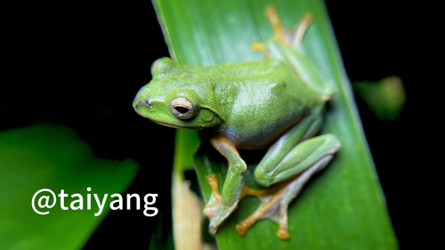 Zhangixalus zhoukaiyae