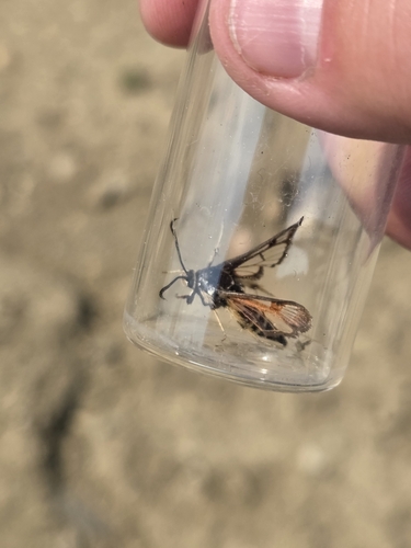 Fireweed Clearwing Moth