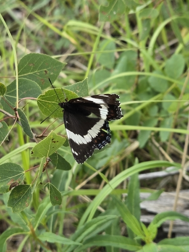 Red-spotted Admiral