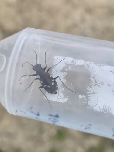 Common Claybank Tiger Beetle