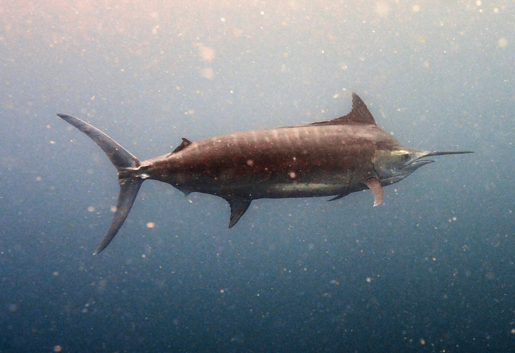 黑槍魚(立翅旗魚) Istiompax indica