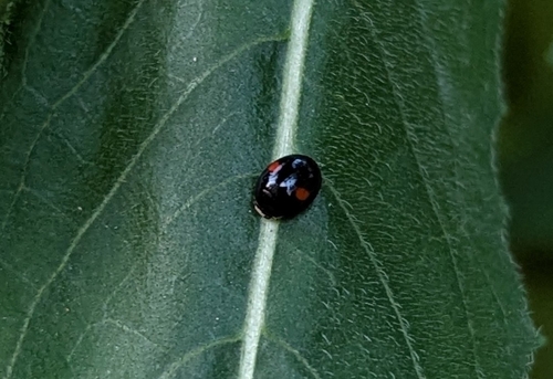 Red-spotted Sigil complex