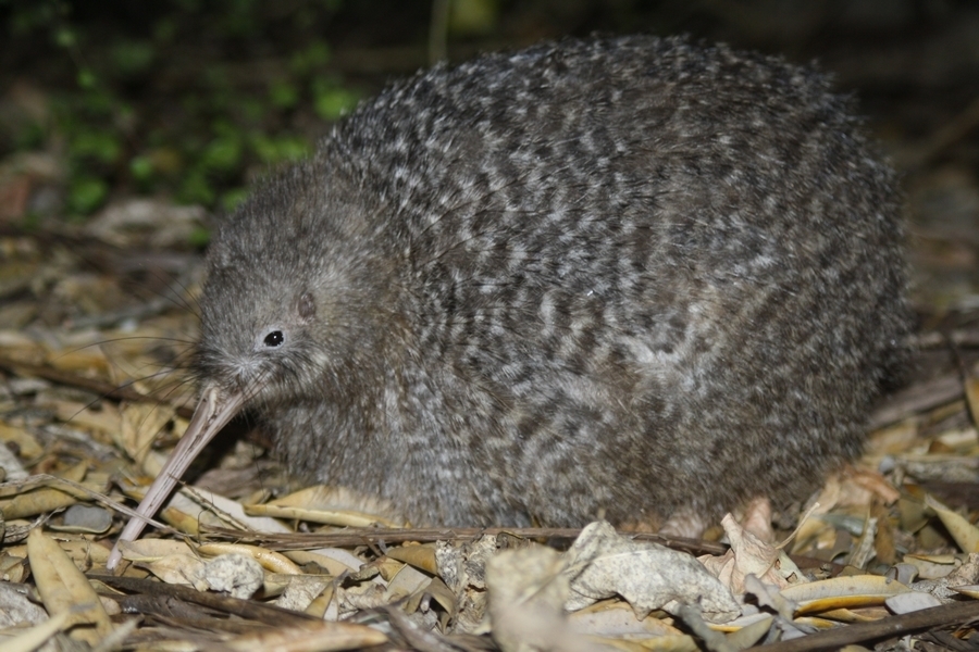 Little Spotted Kiwi (Apteryx owenii) · iNaturalist