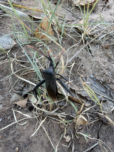 Giant Agave Bug