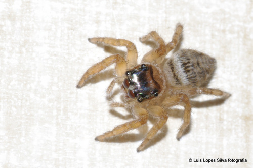Mediterranean white-banded spider