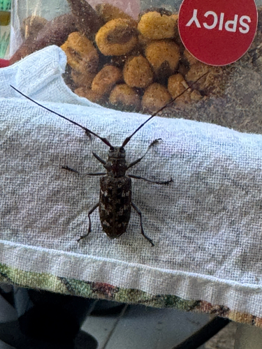 iNaturalist observation photo of Monochamus obtusus