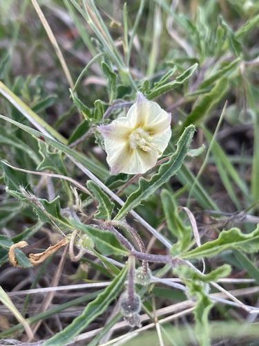Edwards plateau five-eyes
