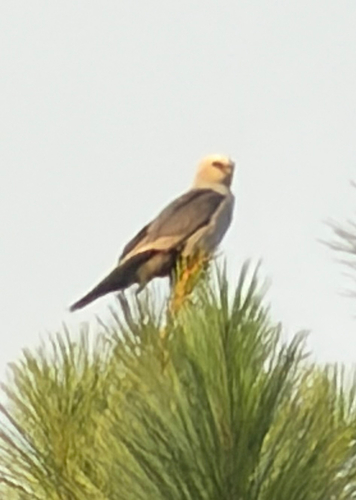 Mississippi Kite