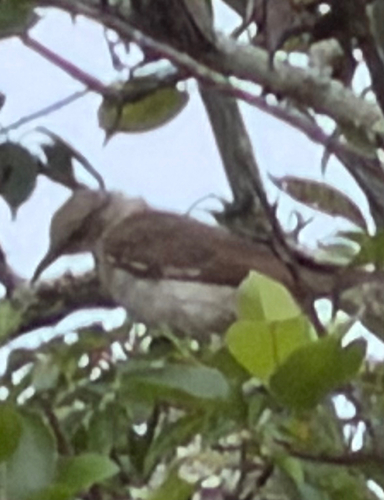 Northern Mockingbird