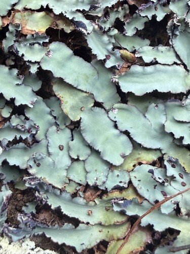 Cliff Waxwort