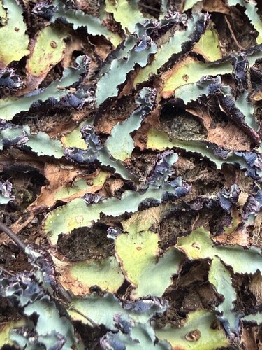 Cliff Waxwort