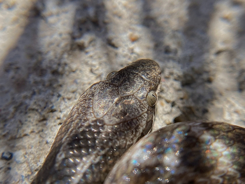 Hypsiglena jani texana